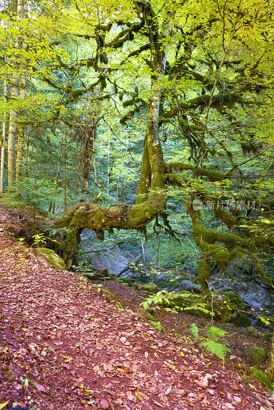 在比利牛斯山的韦斯卡山谷的欧扎秋天的Selva de Oza